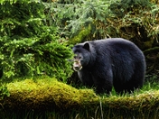 I Can See You, Can You See Me