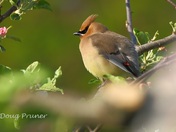 Cedar Waxwing and Blossoms