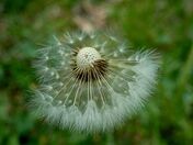 Stripped by the wind.