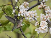 Ruby Throated Hummingbird & Blossoms