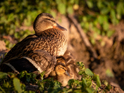 Life is just Ducky!