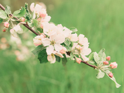 apple blossom