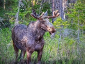 Wild Moose Chase 