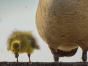 "What are we looking at Mom?"