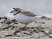 A very cute and endangered Piping Plover