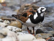 Ruddy Turnstone leaving no stone unturned
