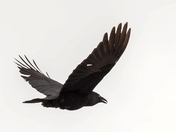 Two Sides to a Story