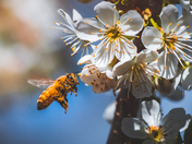Cherry Blossoms And The Bee 