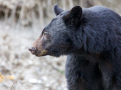 Black Bear