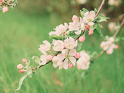 apple blossom