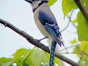 Blue Jay at top of the Gorge