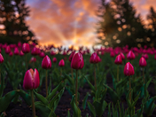 Spring Tulips Glowing At Sunrise