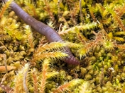 It's a Worm Not a Germ