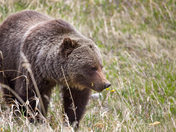 Loving them dandelions