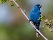 Indigo buntings 
