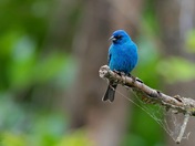 Indigo buntings 