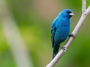 Indigo buntings 