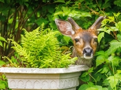 If I Stay Very Still