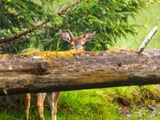 He Won't See Me This Time