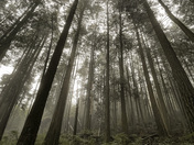 Misty mornings 
