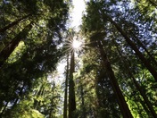 Morning in a virgin forest