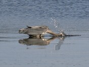 Hard working for bread