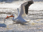 More Advice From a Pelican