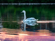 red cloud, green water and white swan
