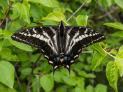 Pale Swallowtail Butterfly