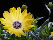 When Life Gives You Lemon