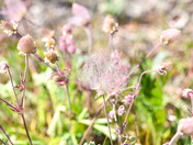 Prairie Smoke