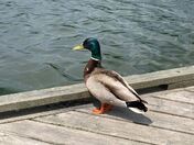 Watching the wildlife 