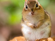 The Chipmunk and the fly