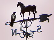 Grackle on horse weather vane