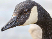canada goose