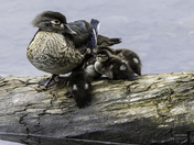 Wood Duck and young