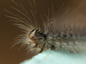 Gypsy Moth