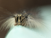 Gypsy Moth