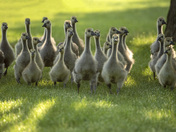 Running with the Gang