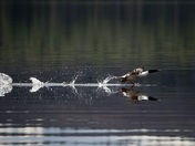 Walking on Water - Common Merganser