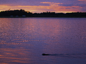 Pink Sunset