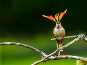 Put a Feather in Her Hat