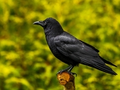 Posed for a Portrait