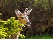 The Cat Came Back But Not the Next Day