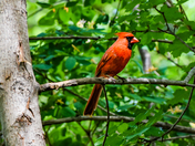 Proud cardinal in sunnybrook 