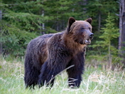 Three year old Grizzly