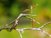 Beauty Stems from Light