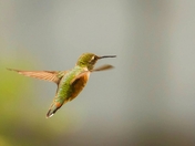 Her Engine is Humming