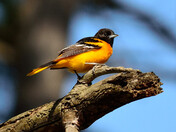 Northern Oriole 