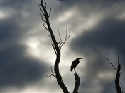 Silhouette